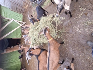 Capre Alpine Franceze - imagine 4