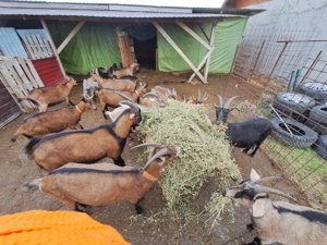 Capre Alpine Franceze