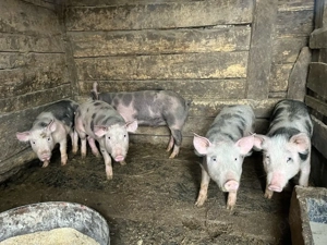 vand soldani - imagine 2