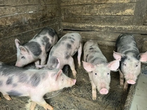 vand soldani - imagine 3