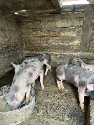 vand soldani - imagine 4