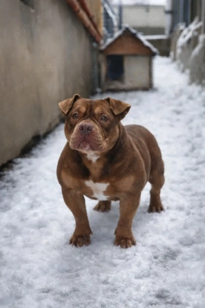 American Bully Pochet  - imagine 2