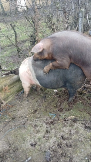 vand vier duroc - imagine 2