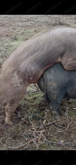 vand vier duroc - imagine 4