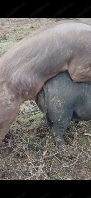 vand vier duroc - imagine 3