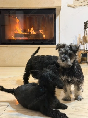 Vand Schnauzer Pitic - imagine 5