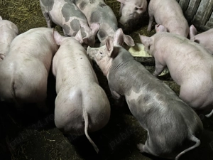 Purcei pietrain de vânzare  - imagine 5