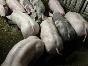 Purcei pietrain de vânzare  - imagine 3