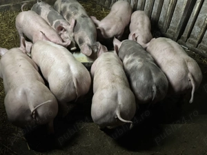 Purcei pietrain de vânzare  - imagine 4