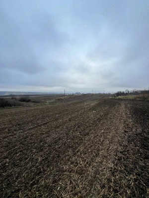 Teren Dorohoi - 23000 mp - Sau - Parcele 1000mp, 900mp, 1500mp, etc. - imagine 7