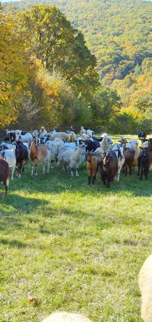 Capre disponibile - imagine 2