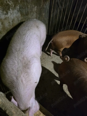 vand porc  - imagine 2