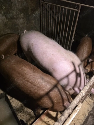 vand porc  - imagine 3