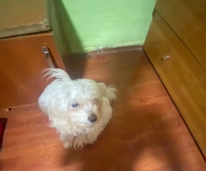 Bichon Maltez fetita isi cauta partenerul 