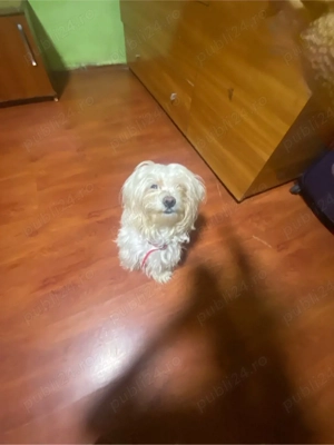 Bichon Maltez fetita isi cauta partenerul  - imagine 2