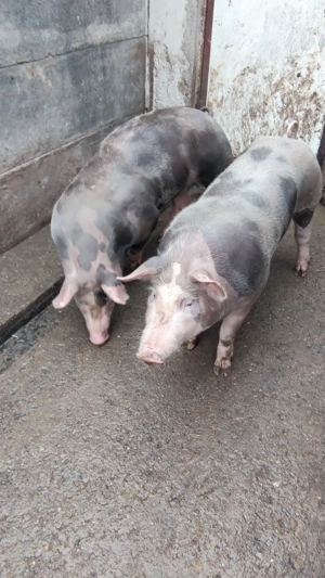 porci pietrain - imagine 2
