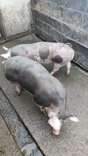 porci pietrain
