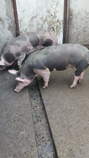 porci pietrain - imagine 3