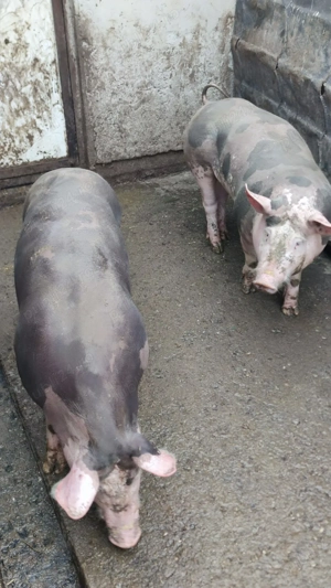 porci pietrain - imagine 4