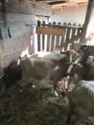 vând capre gestante  - imagine 2