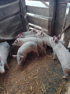 purcei de vanzare - imagine 2