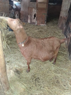 vând capre gestante  - imagine 5