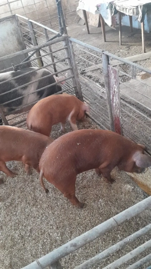 Duroc original  - imagine 2