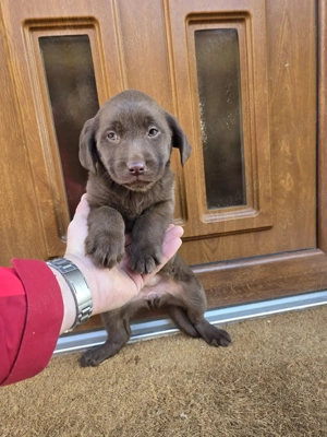 Pui Labrador - imagine 2