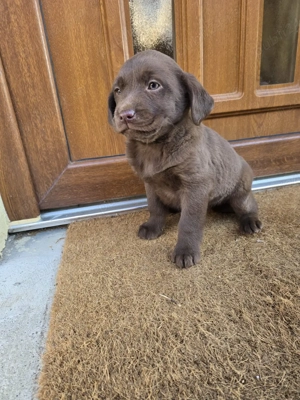 Pui Labrador - imagine 3