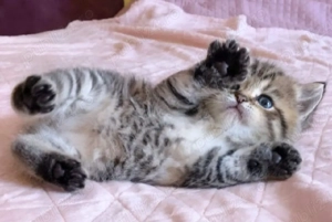 British Shorthair 