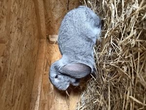 Vând iepuri berbec german 