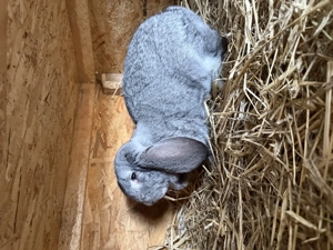 Vând iepuri berbec german  - imagine 3