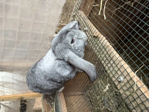 Vând iepuri berbec german  - imagine 4