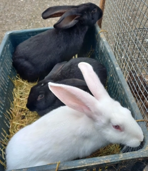 Iepuri de vânzare  - imagine 2