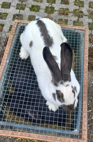 Fluture german de vânzare  - imagine 3