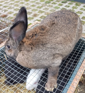 Iepurii de vanzare - imagine 5