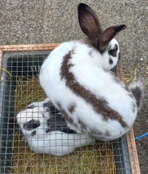 Fluture german de vânzare 