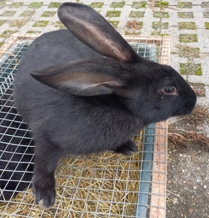 Iepuri de vânzare  - imagine 3