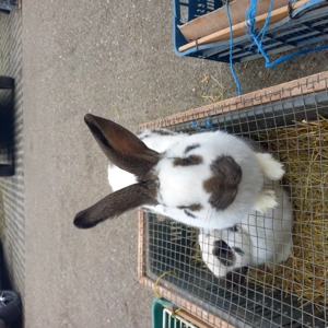 Fluture german de vânzare 