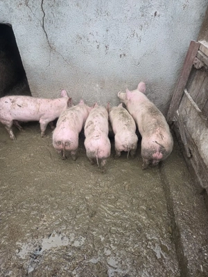 Vand purcei - imagine 2