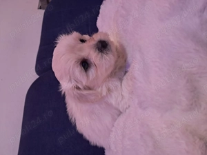 Pui bihon havanez - imagine 2