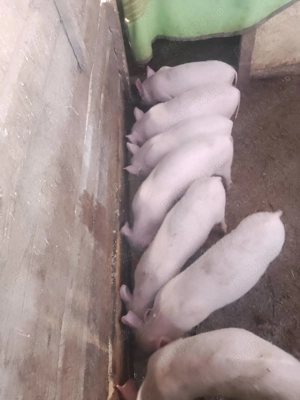 Vând purcei de 12 săptămâni 