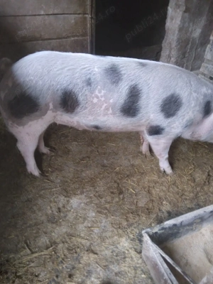 vând porci de tăiat.  - imagine 5