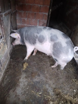 vând porci de tăiat.  - imagine 3