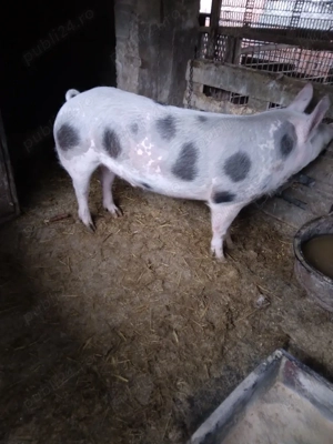 vând porci de tăiat.  - imagine 2