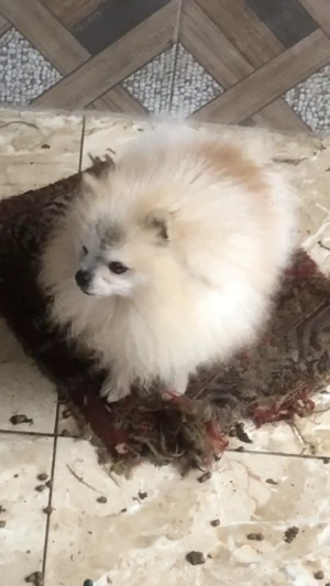 pomeranian mini toy - imagine 2