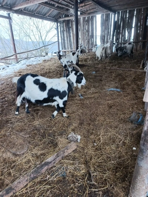 Capre Sane gestante  - imagine 5