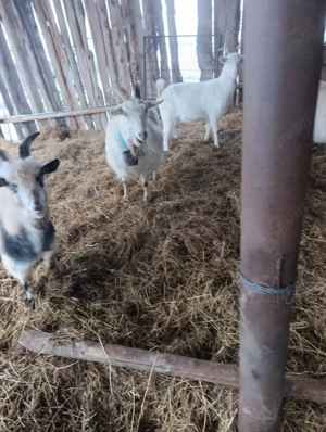 Capre Sane gestante  - imagine 2