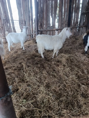 Capre Sane gestante  - imagine 4