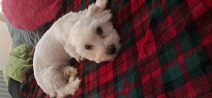 vand bichon  - imagine 4